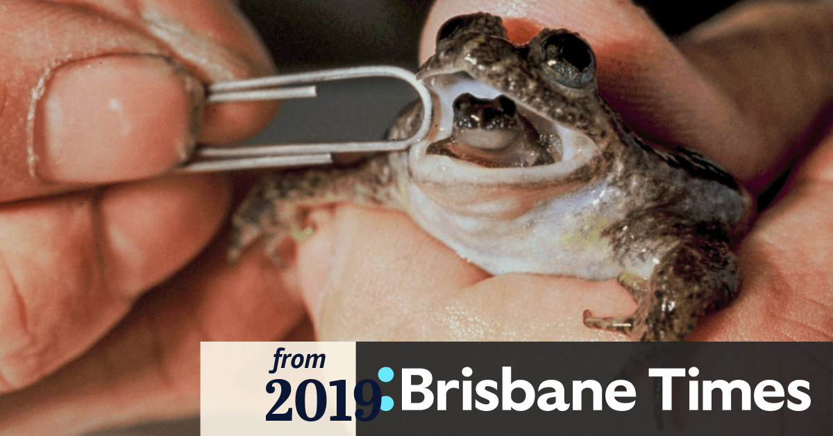 Wanted hopefully alive the frog that gives birth through its mouth